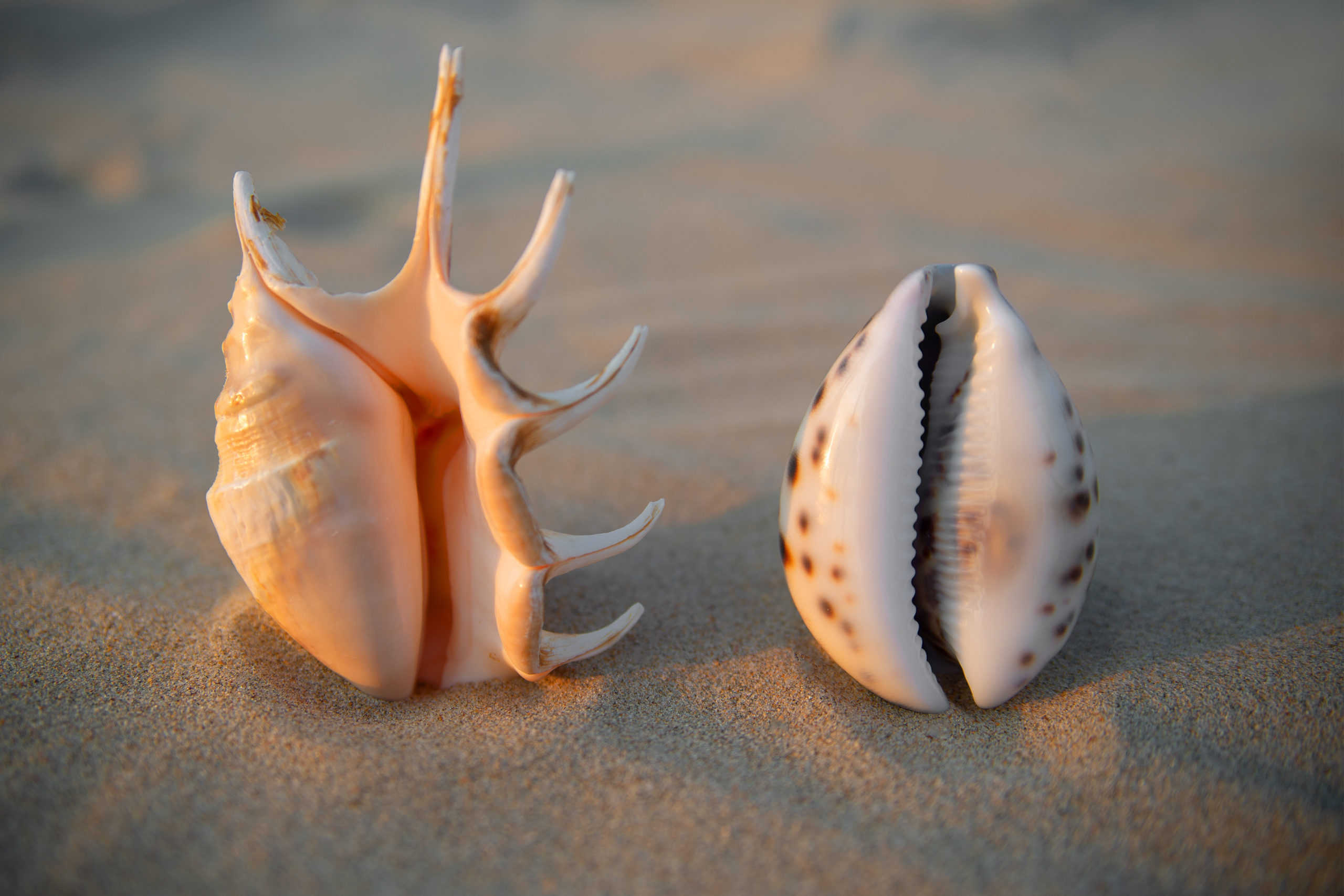 Vagina-shaped seashells lie on the sand.. Female health concept